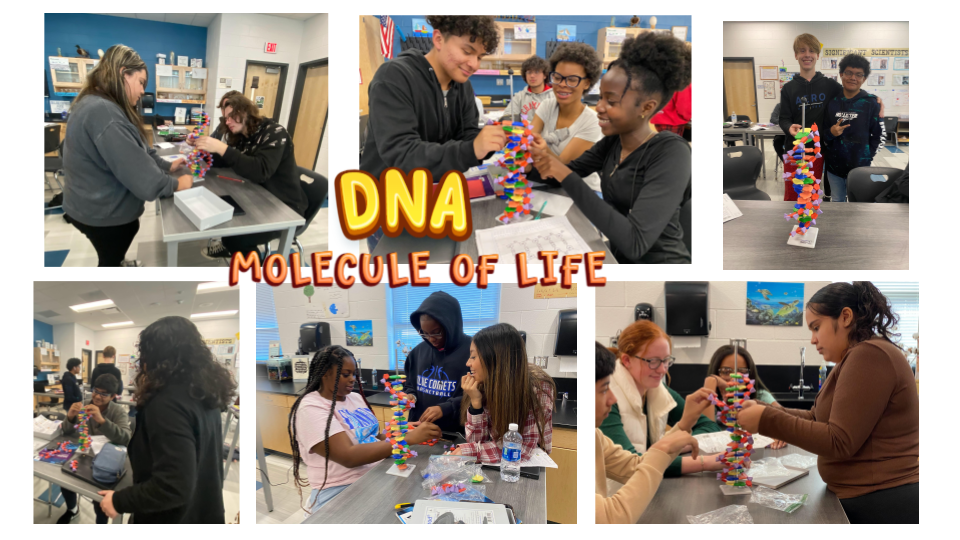 Building the DNA Molecule