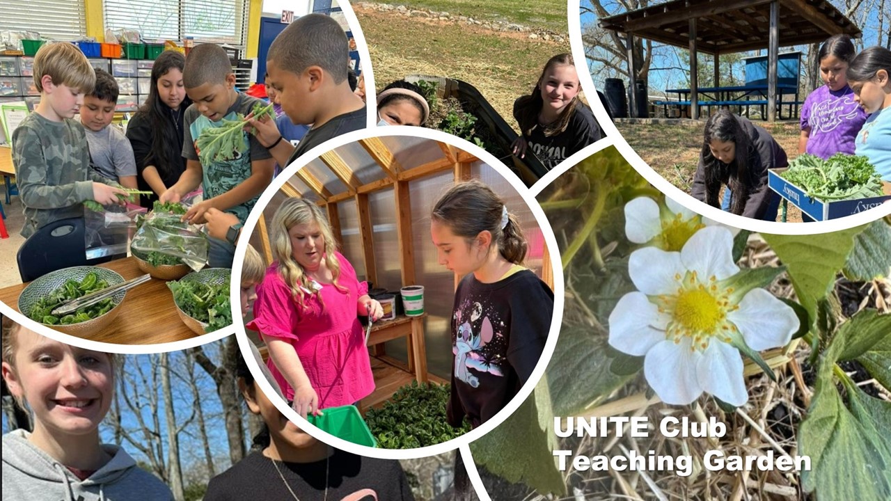 collage of 6 pictures showing UNITE Club members working in our teaching garden and holding plants they harvested and preparing to eat..